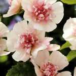 In der Familie der seltsamen Namen wähle ich die Alcalthaea.