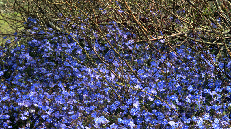 Kennen Sie die Veronica umbrosa 'Georgia Blue'?