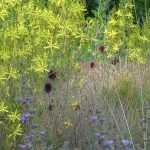 Allium sphaerocephalon, ein Zierlauch von wunderbarer Zurückhaltung.