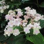 Hydrangea involucrata Yoraku Tama, ein japanischer Hortensie, den es zu entdecken gilt.