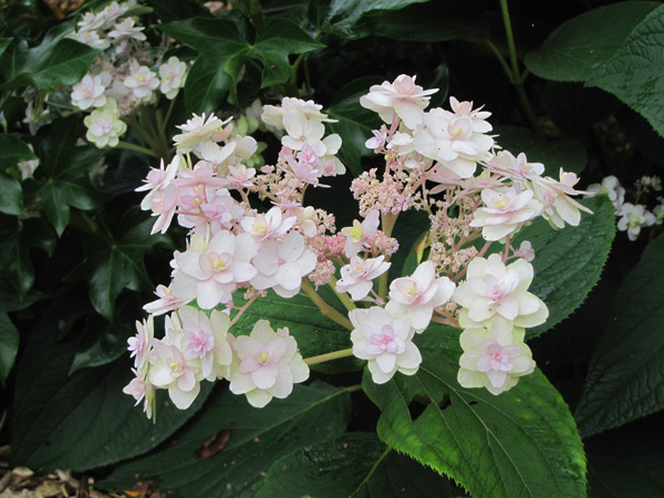 Hydrangea involucrata Yoraku Tama, ein japanischer Hortensie, den es zu entdecken gilt.