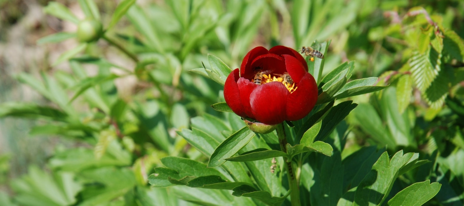 Rote Pfingstrose