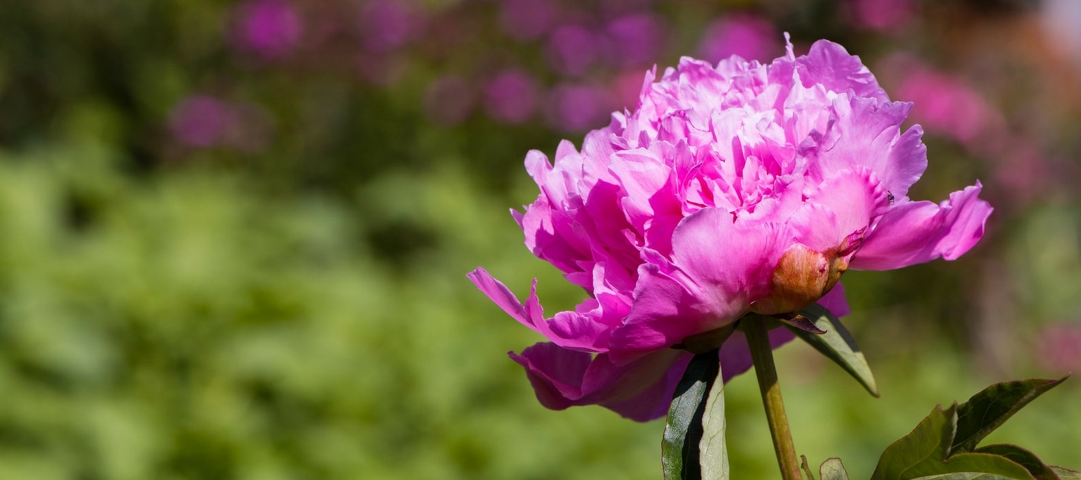 Paeonia rosea