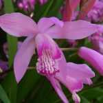 Pflanzen Sie Ihre Bletilla-Orchideen