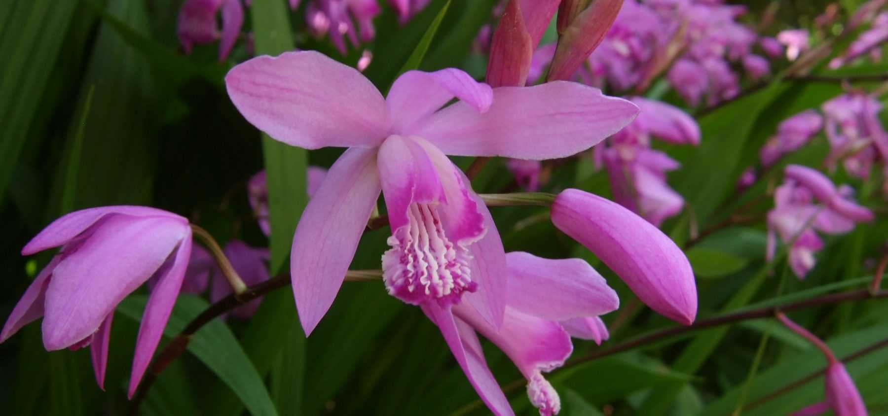 Pflanzen Sie Ihre Bletilla-Orchideen