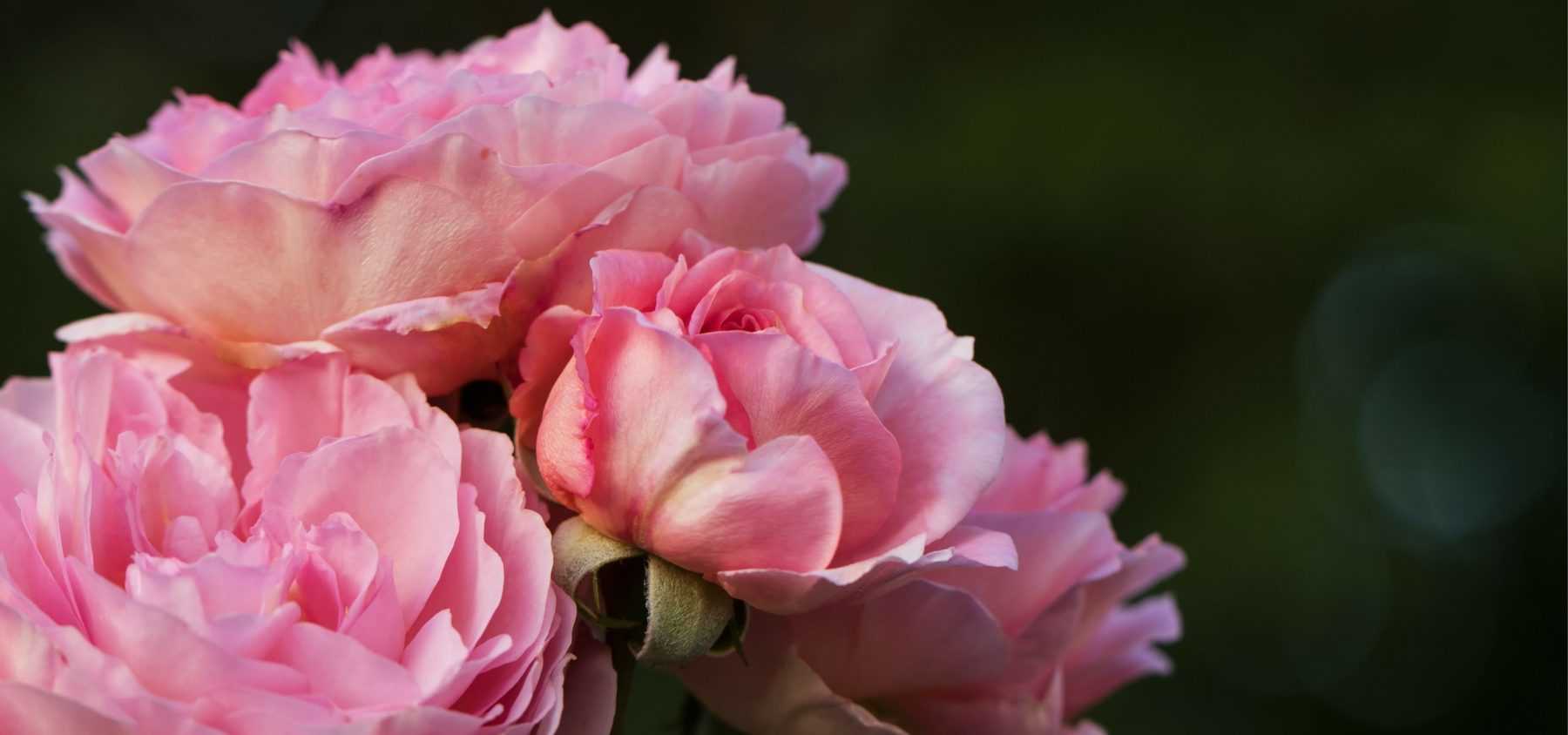 Rosen: Erfolgreiche Pflanzung im Topf und wurzelnackt