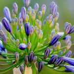 Agapanthus: Pflanzanleitung