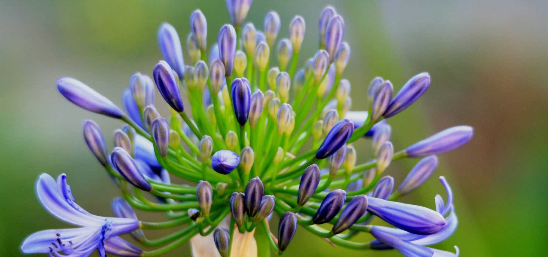 Agapanthus: Pflanzanleitung
