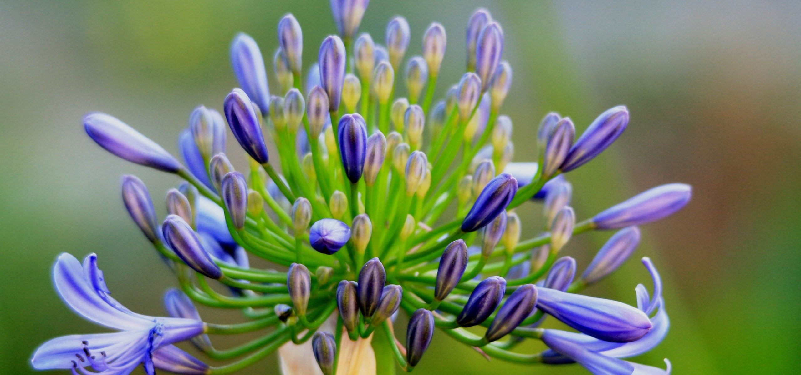 Agapanthus: Pflanzanleitung