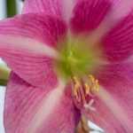 Amaryllis: Pflege, Blüte fördern und erneutes Blühen anregen