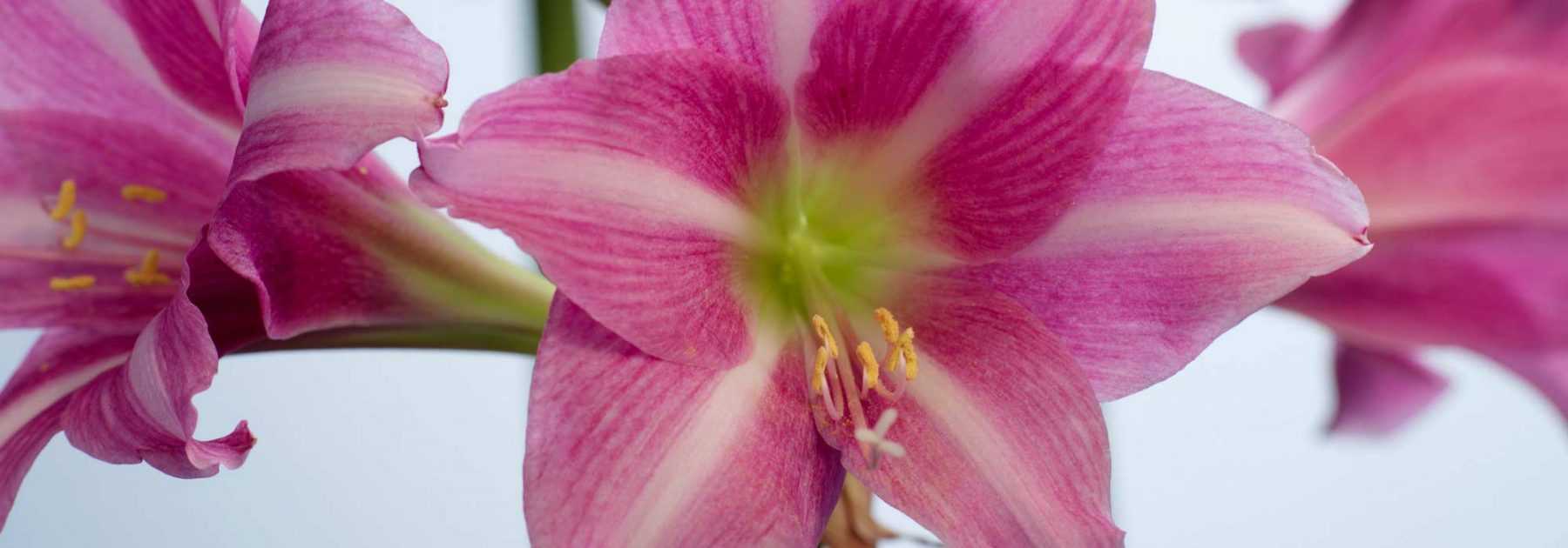 Amaryllis: Pflege, Blüte fördern und erneutes Blühen anregen