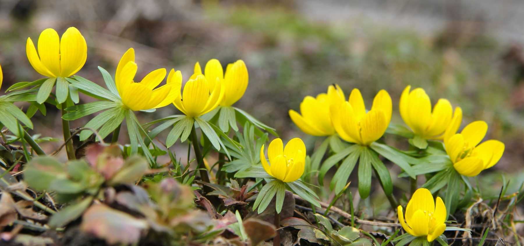 Frühlingsblühende Zwiebeln pflanzen