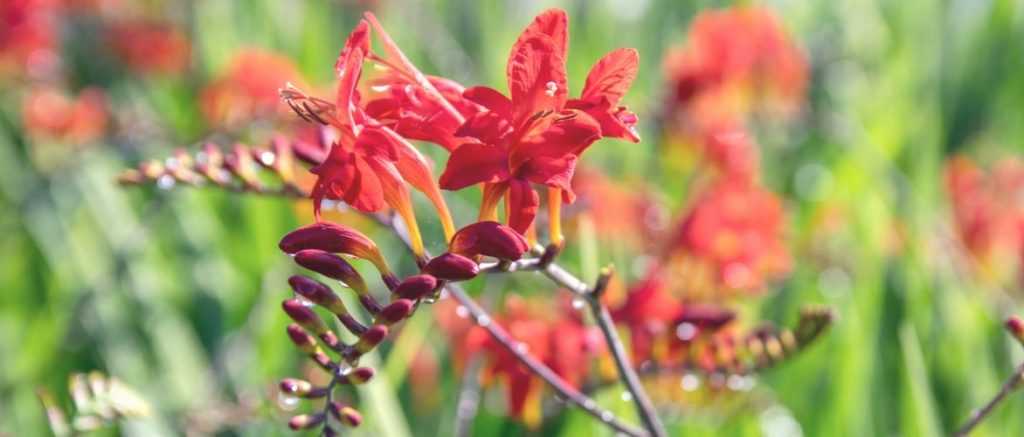 Crocosmien pflanzen
