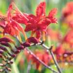 Crocosmien pflanzen