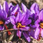 Safran-Krokus oder Crocus sativus: Pflanzen, pflegen und Ihren eigenen Safran ernten