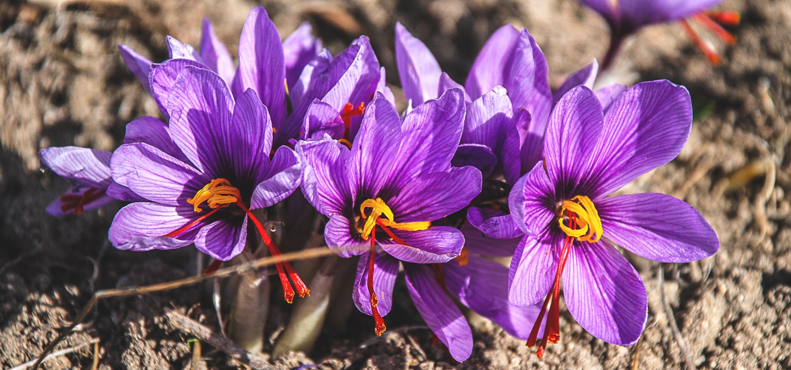 Echter Safran oder Crocus sativus: Safran pflanzen, anbauen und ernten