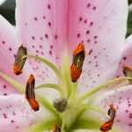 Lilien pflanzen und pflegen