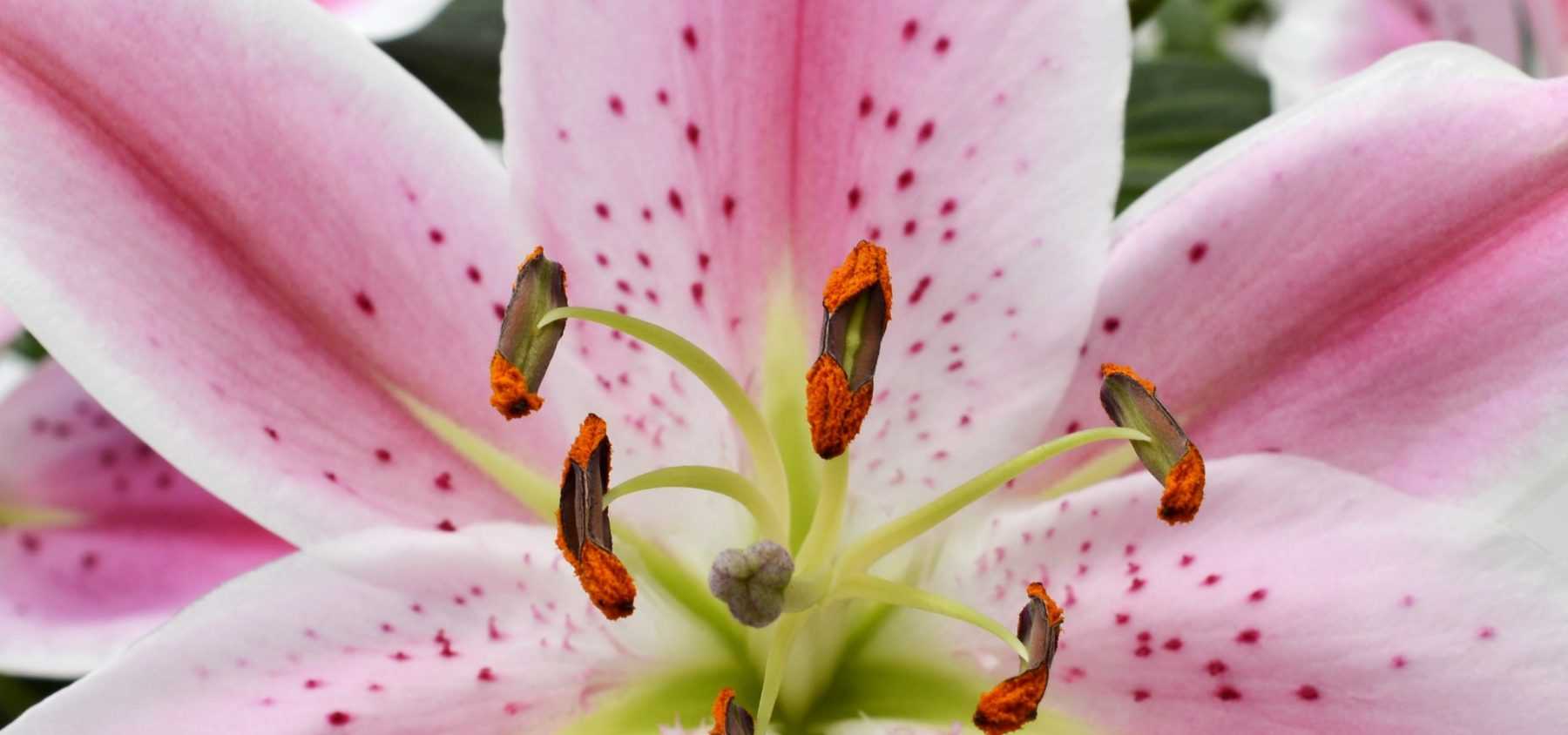 Lilien pflanzen und pflegen