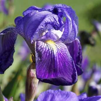 Iris germanica: Wie pflanzt man sie richtig?