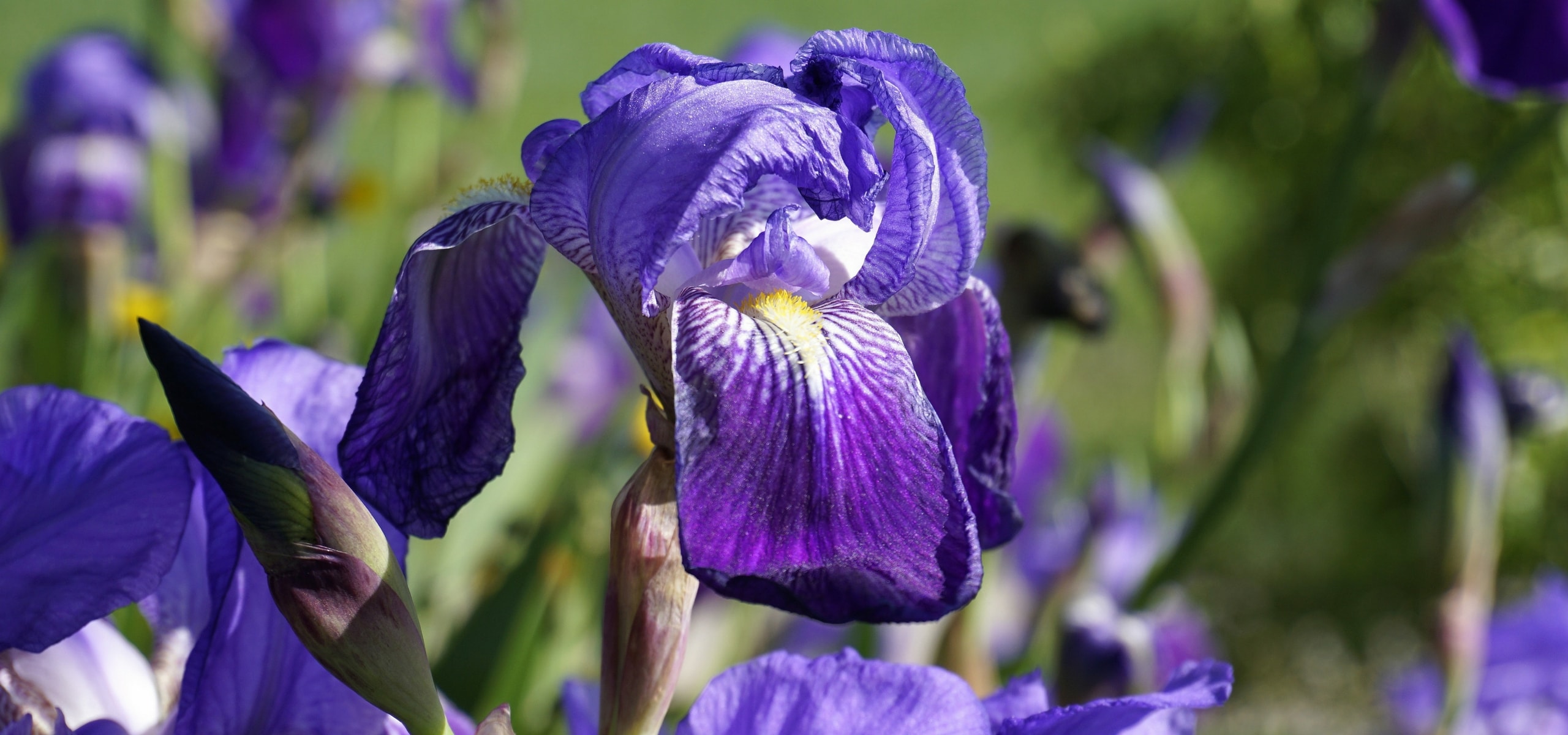 Iris germanica: Wie pflanzt man sie richtig?