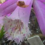 Pleione-Zwiebeln pflanzen