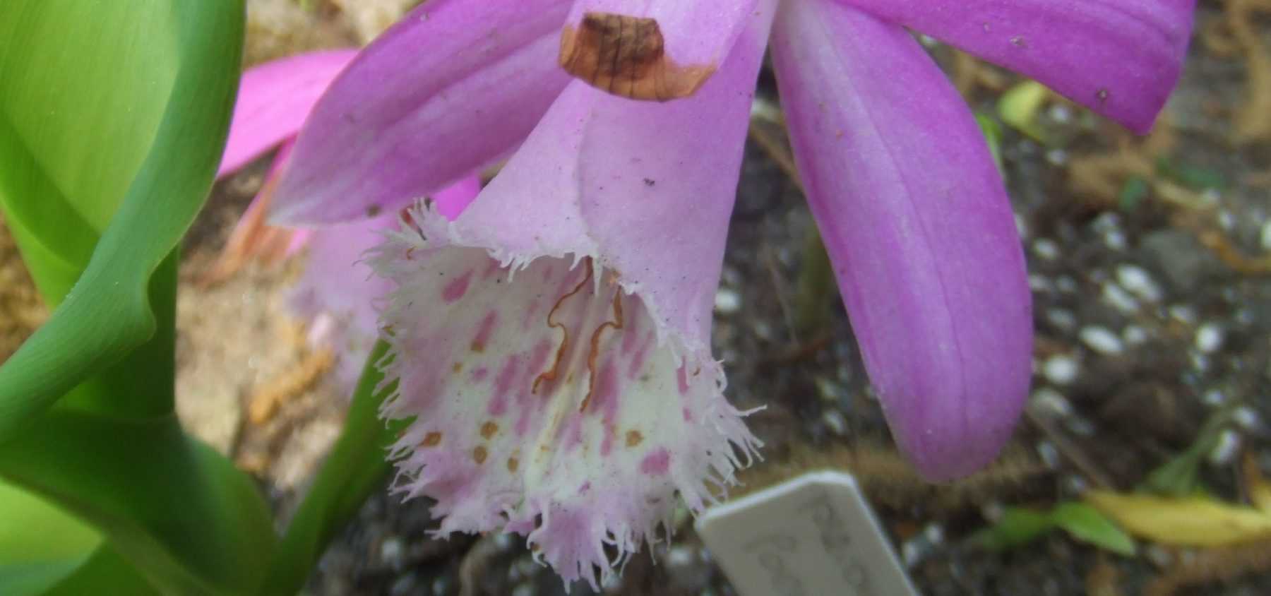 Pleione-Zwiebeln pflanzen