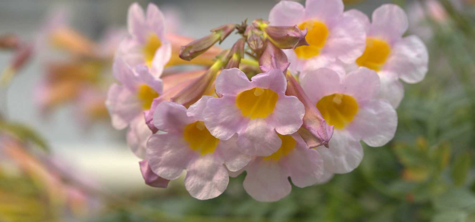 Die Incarvillea pflanzen