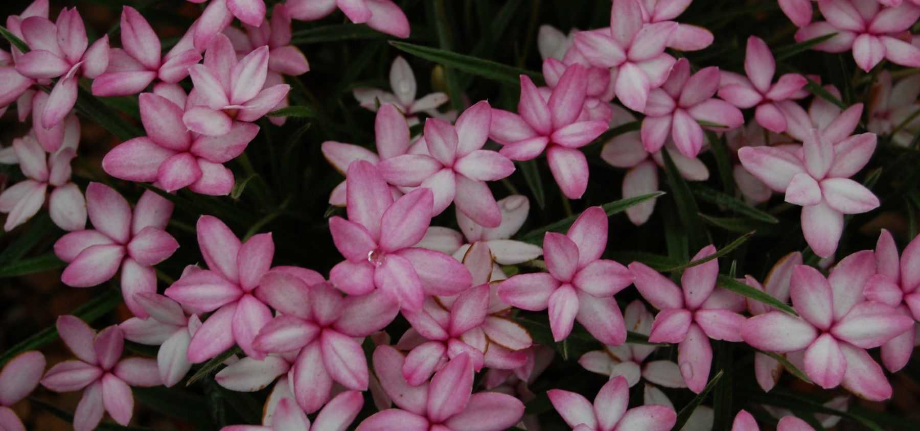 Rhodohypoxis pflanzen