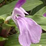 Roscoea pflanzen