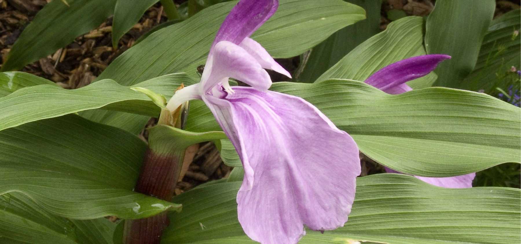 Roscoea pflanzen