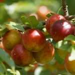 Wie pflanzt man einen Obstbaum?