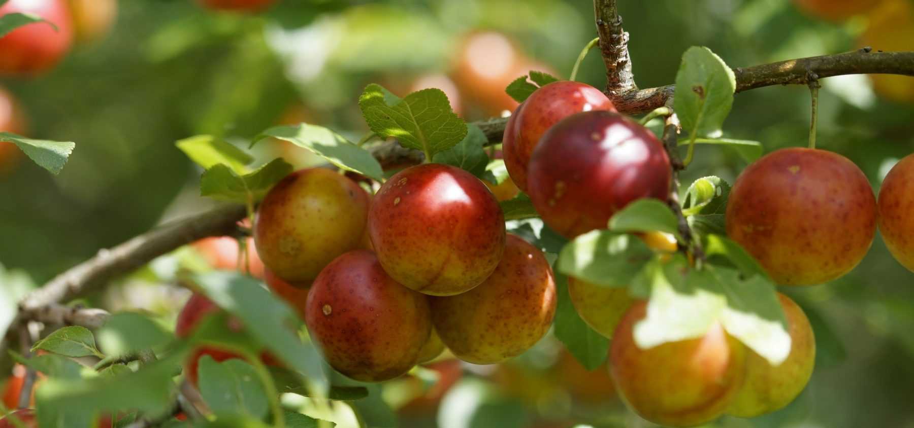Wie pflanzt man einen Obstbaum?