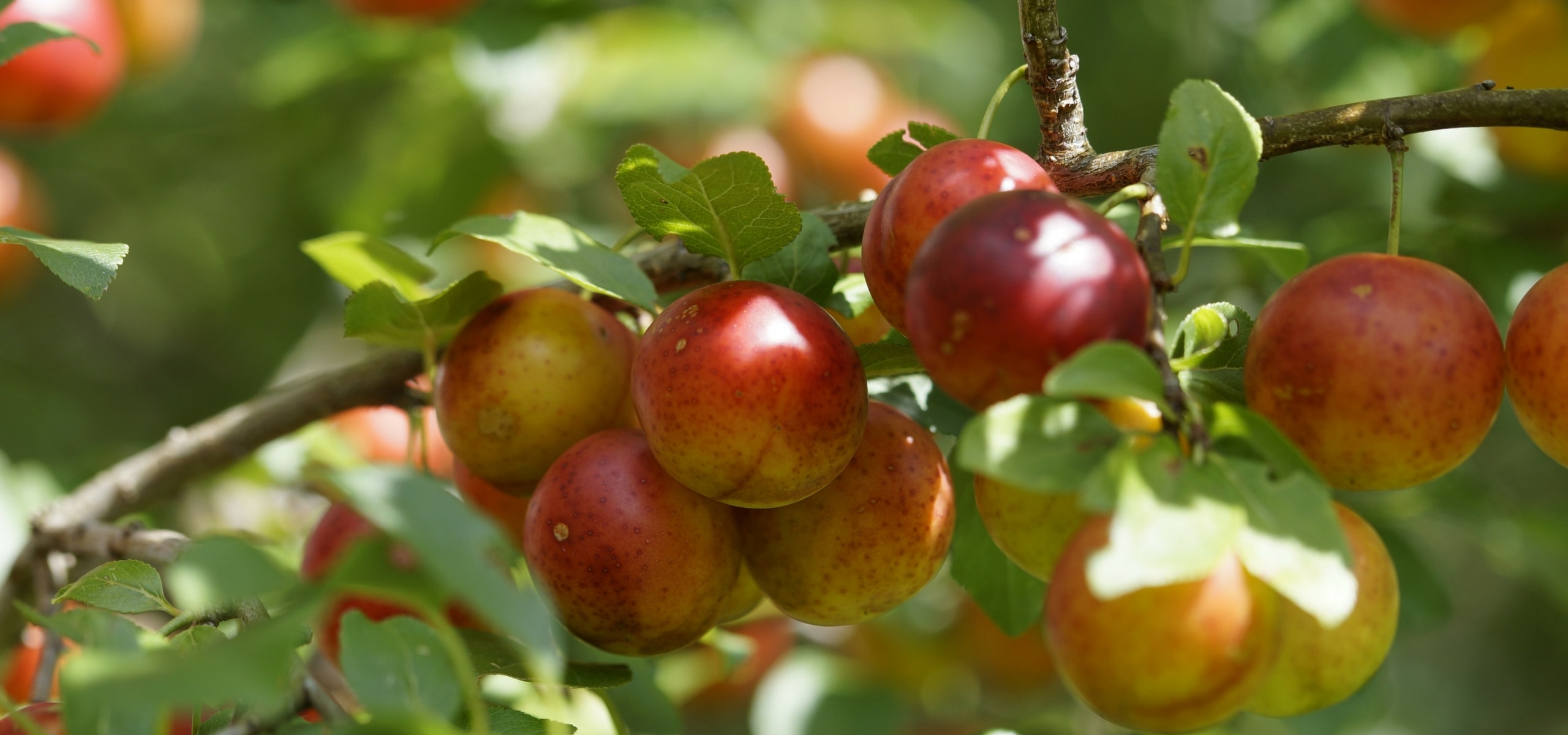 Wie pflanzt man einen Obstbaum?