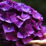 Wie gelingt der Anbau von Hortensien oder Hydrangeas?