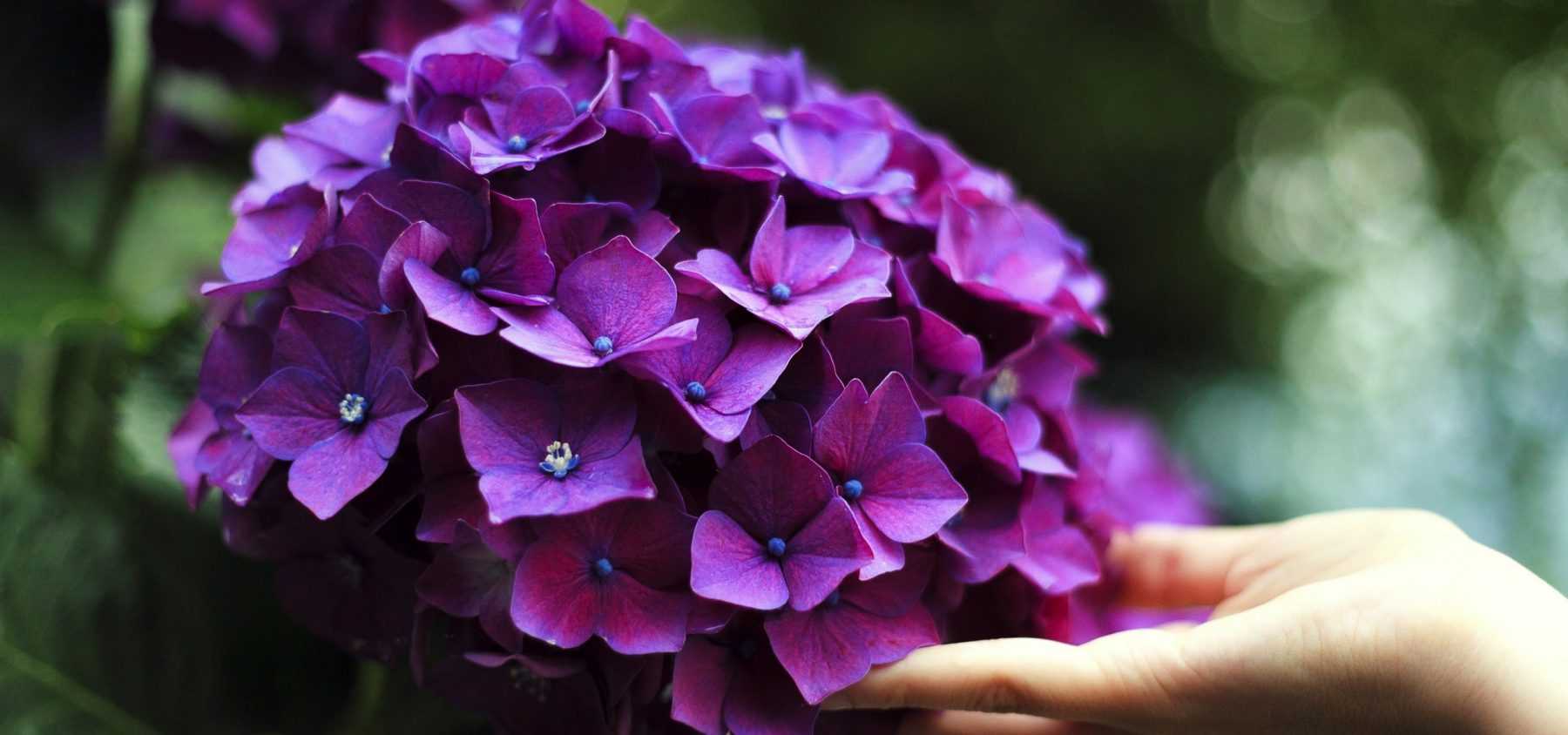 Wie gelingt der Anbau von Hortensien oder Hydrangeas?