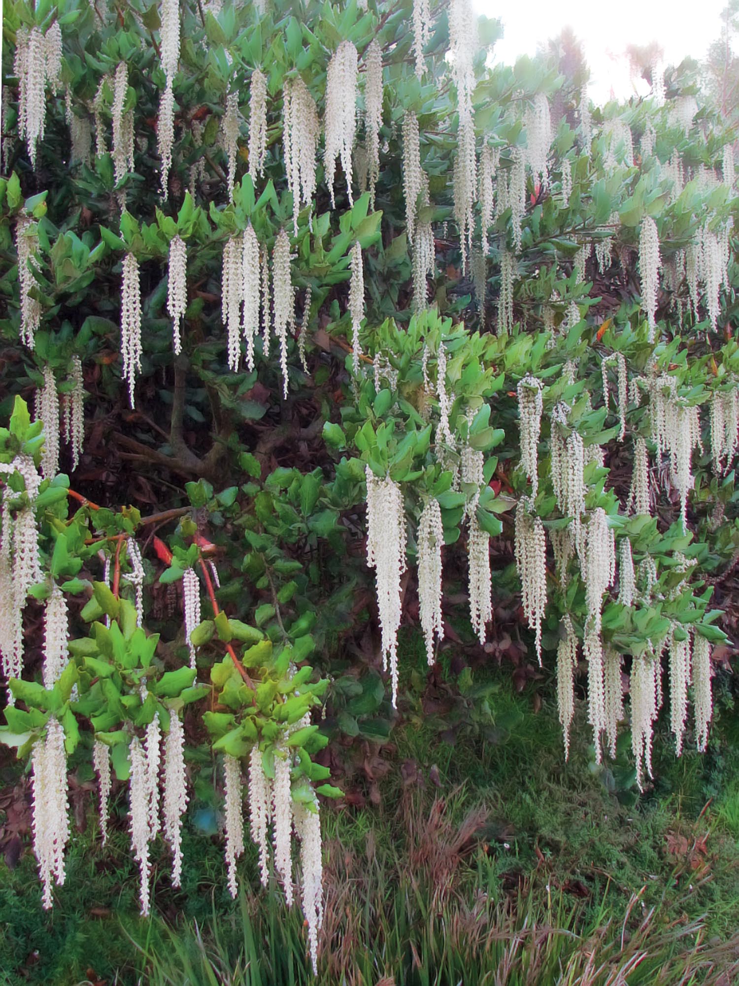 Garrya elliptica, ein winterblühender Strauch