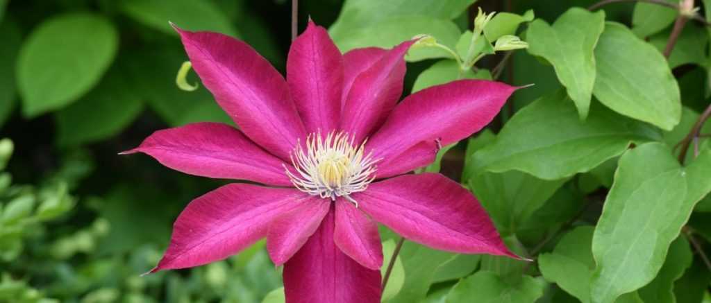 Wie Sie Ihre Clematis erfolgreich kombinieren können