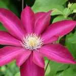 Wie Sie Ihre Clematis erfolgreich kombinieren können