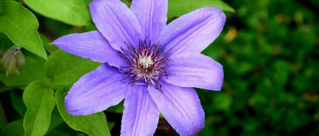 Wie pflanzt man Clematis?