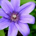 Wie pflanzt man Clematis?