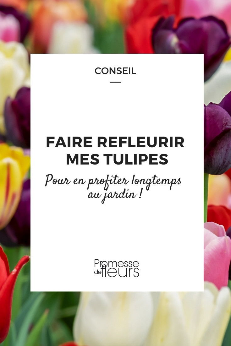 Tulpen erneut zum Blühen bringen