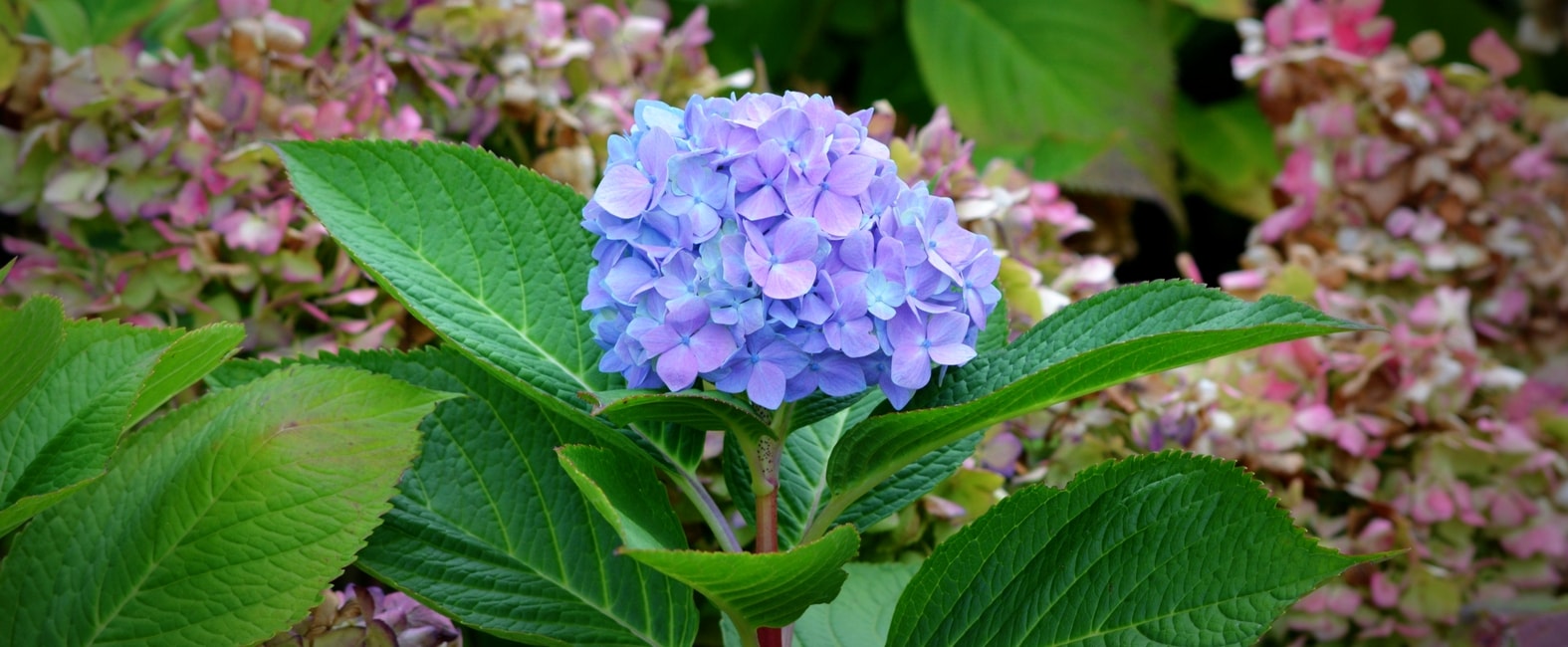 Blaue Blüten des Hortensienstrauchs Hydrangea