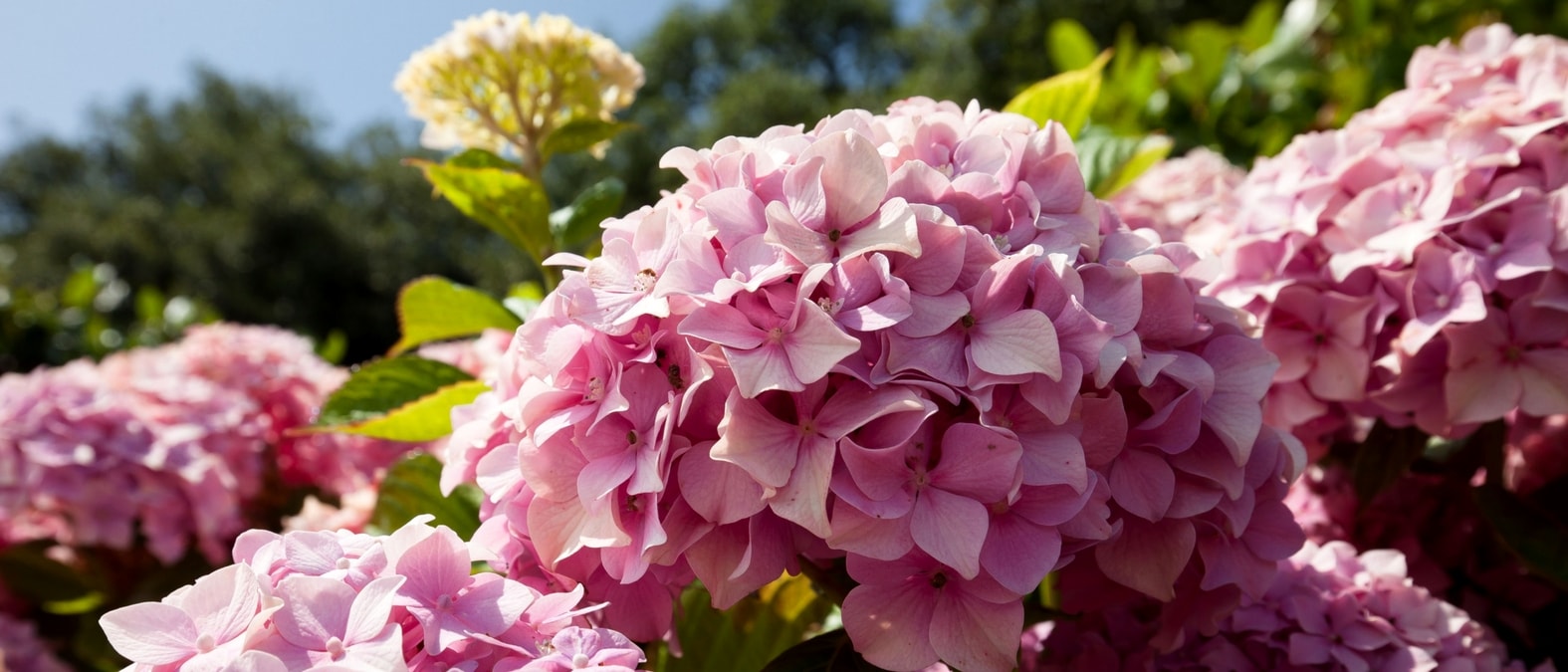 Rosa Blüten des Hortensienstrauchs Hydrangea