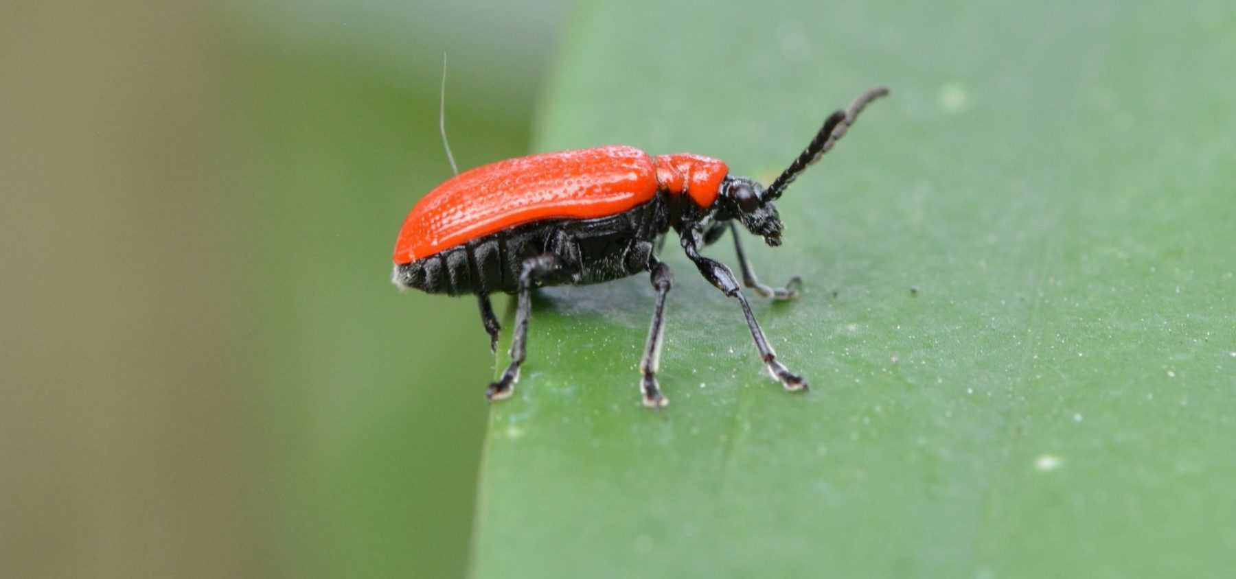 Lilienhähnchen: Bekämpfung bei Befall