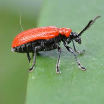 Lilienhähnchen: Bekämpfung bei Befall