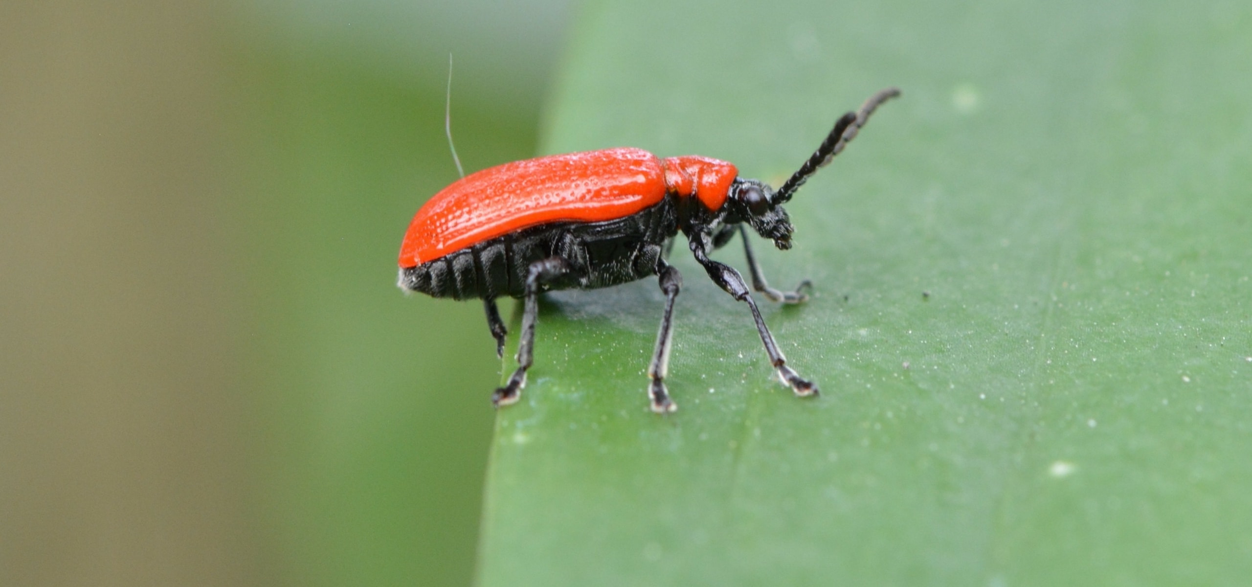Lilienhähnchen: Befall behandeln