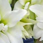 Amaryllis im Topf für drinnen pflanzen