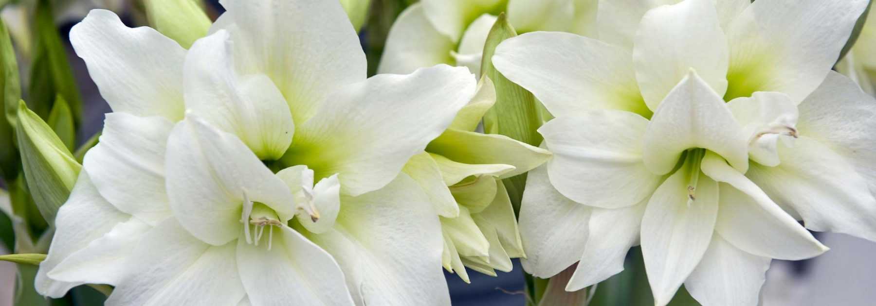 Amaryllis im Topf für drinnen pflanzen