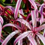 Amaryllis und Crinum pflanzen