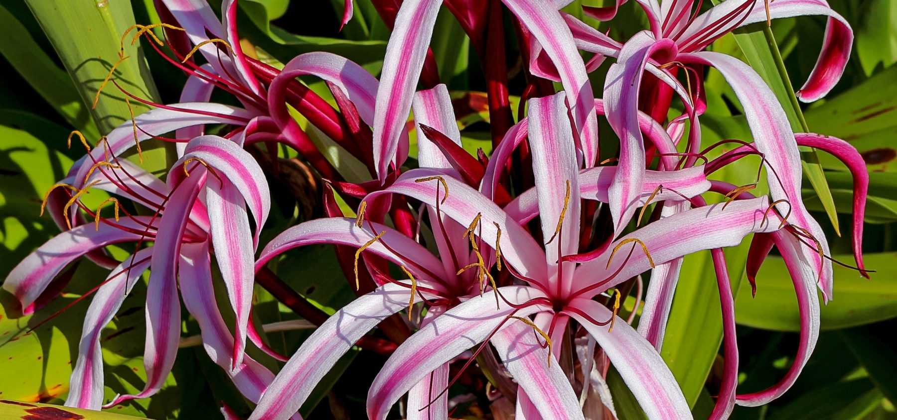 Amaryllis und Crinum pflanzen